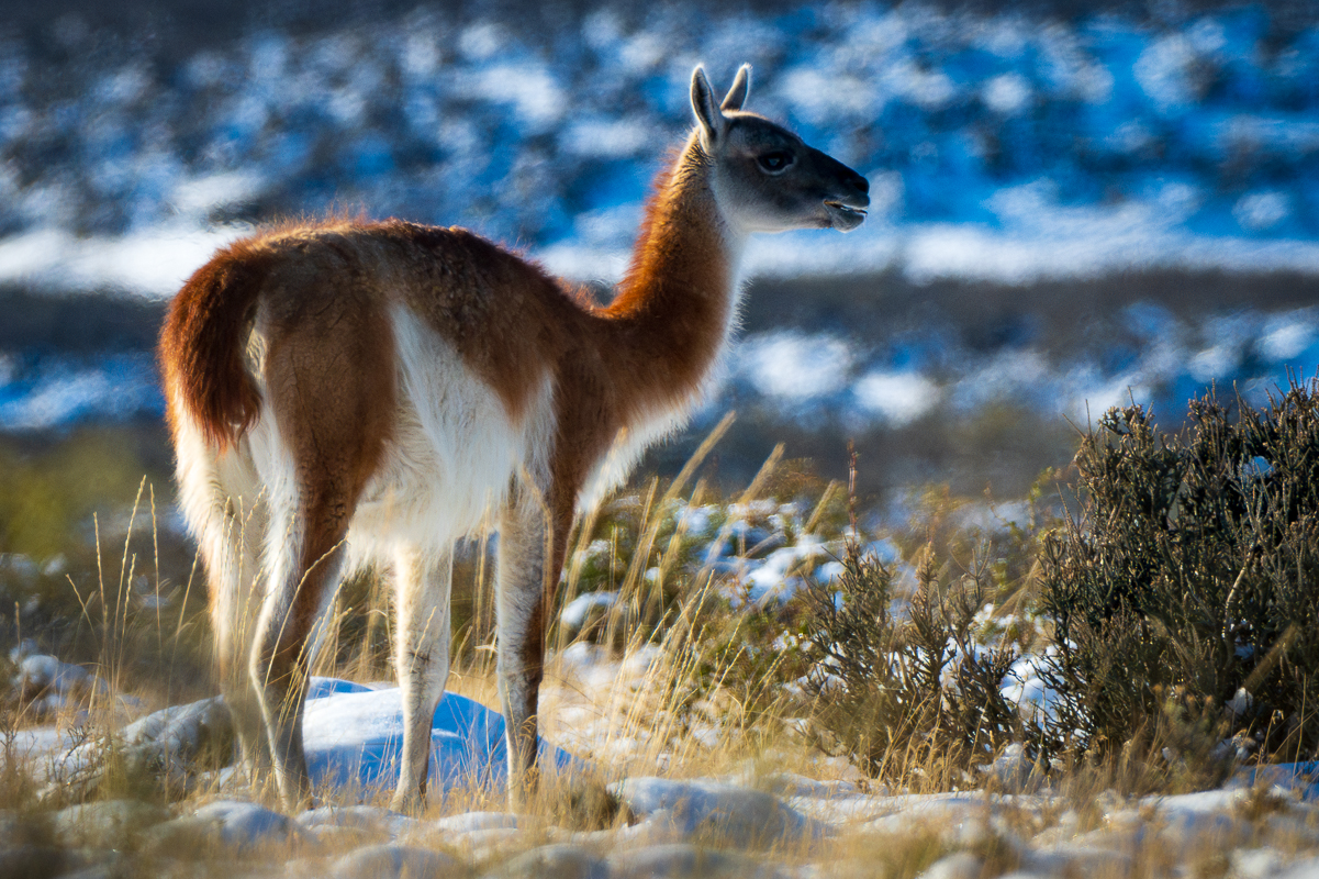 Guanaco