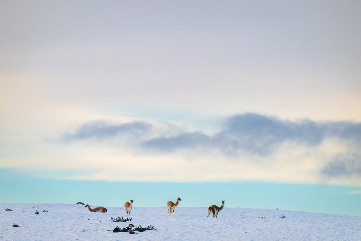 Sky Above Guanacos