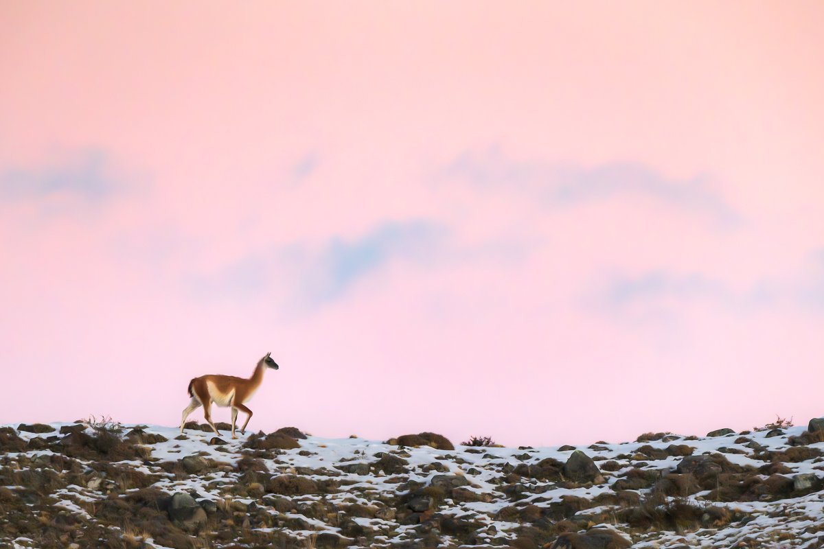 Lone Guanaco Under A Pink Sky