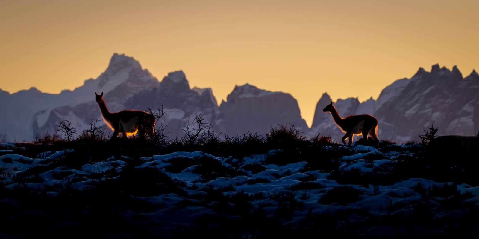 Guanacos