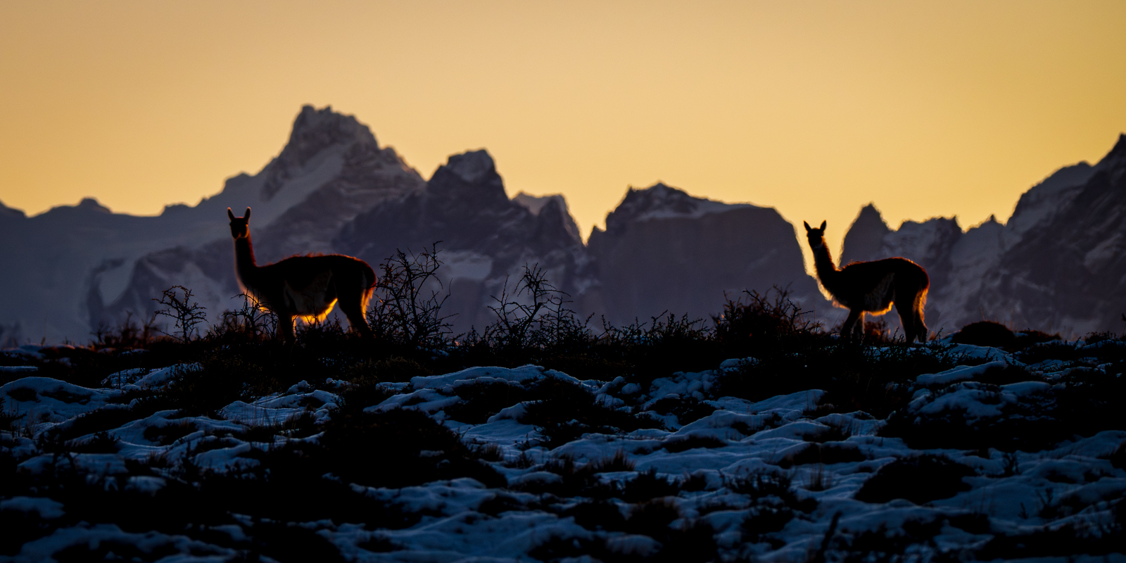 Guanacos at Sunset