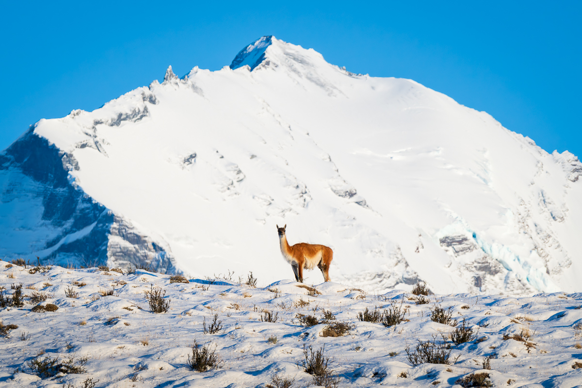 Guanaco