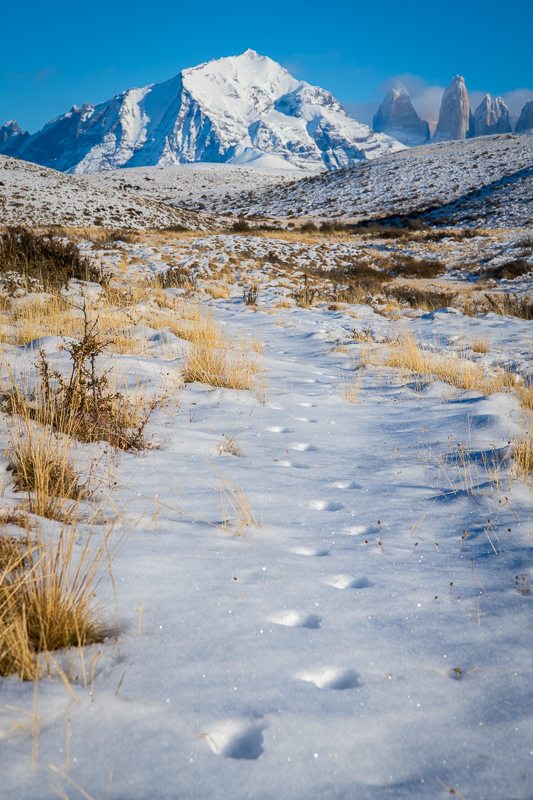 Puma Tracks