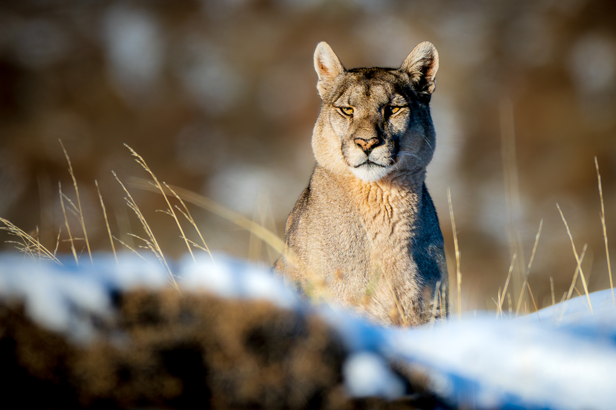 Petaca, the Undisputed Queen of Patagonia