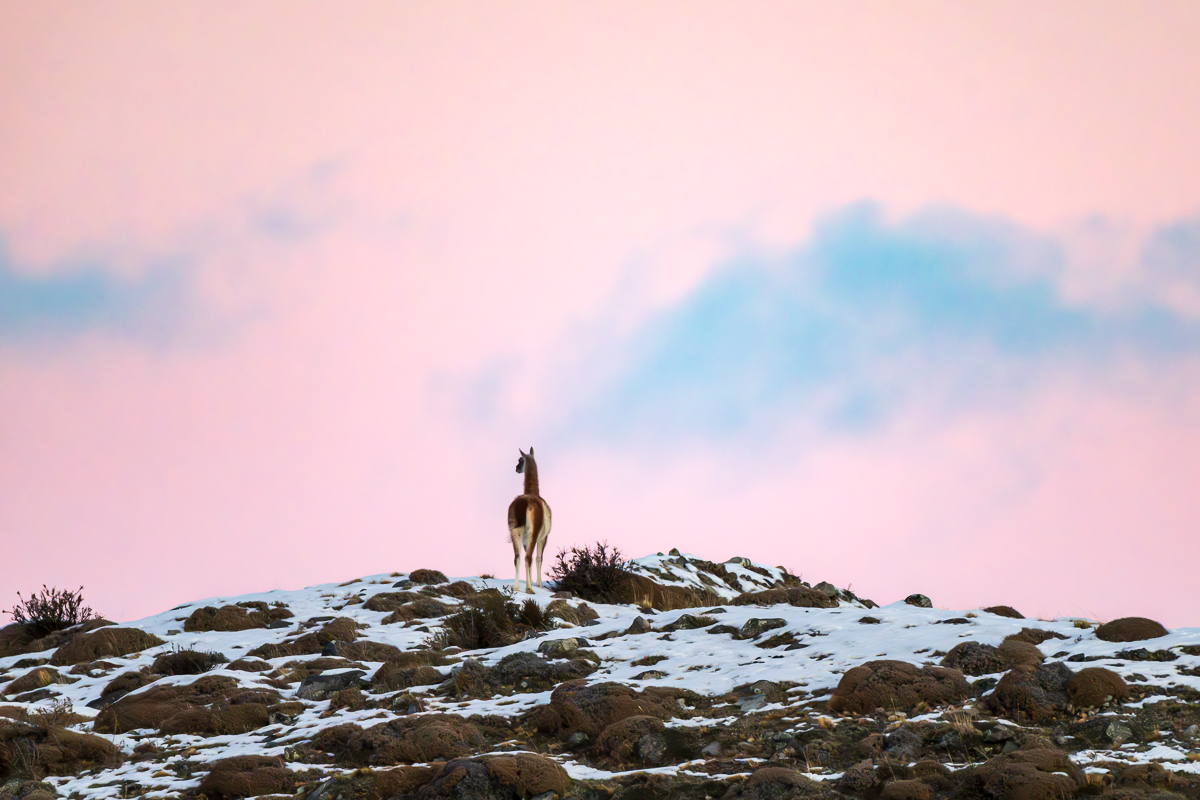 Lone Guanaco Under A Pink Sky