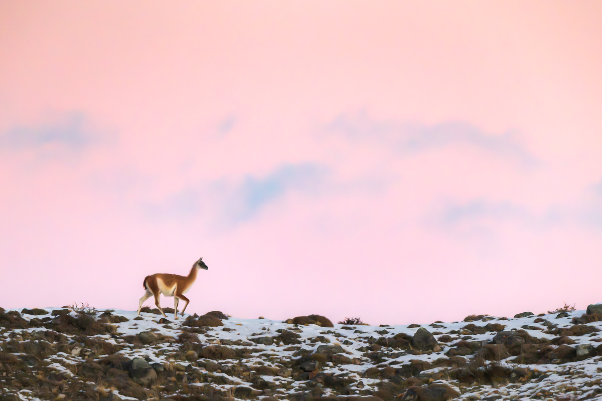 Lone Guanaco Under A Pink Sky