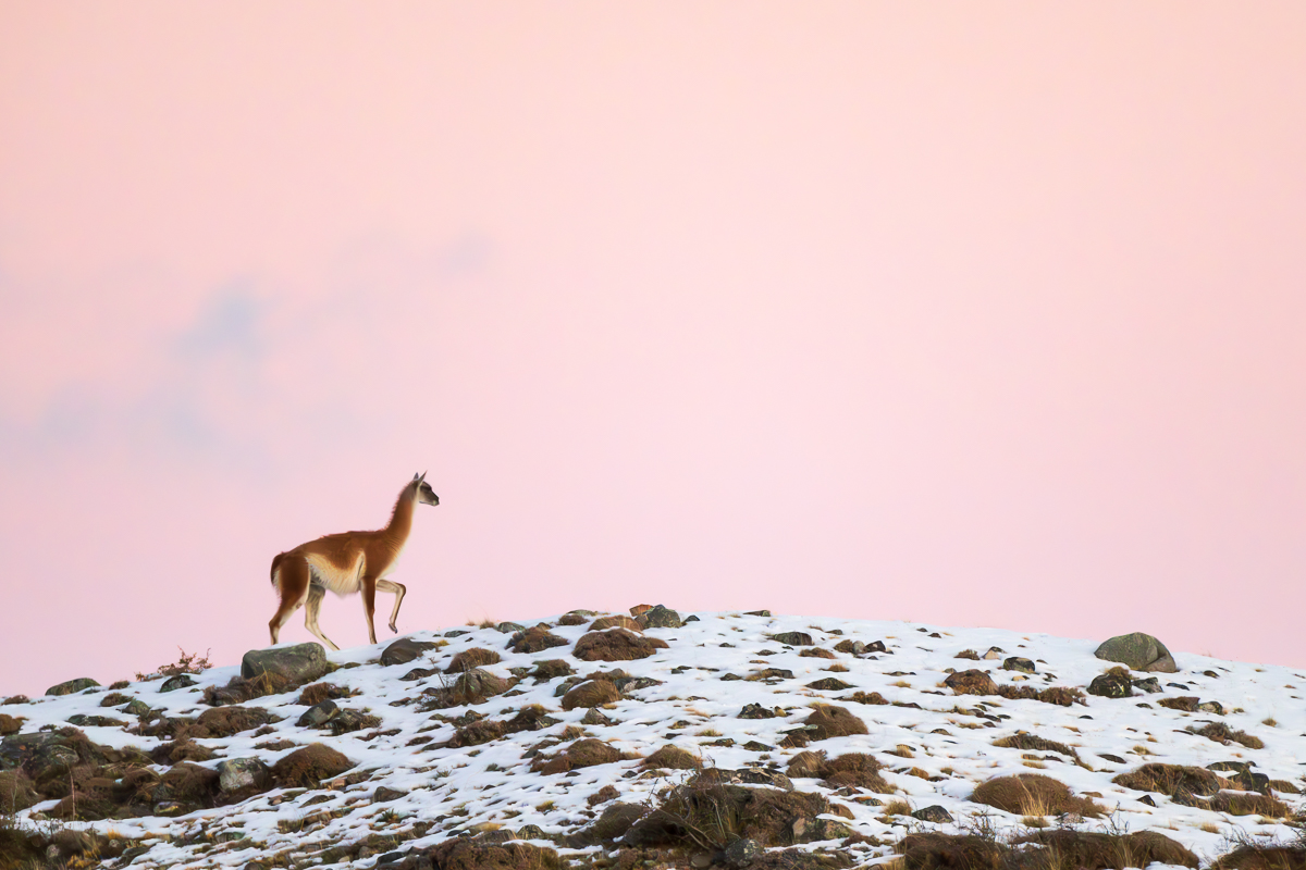 Lone Guanaco Under A Pink Sky