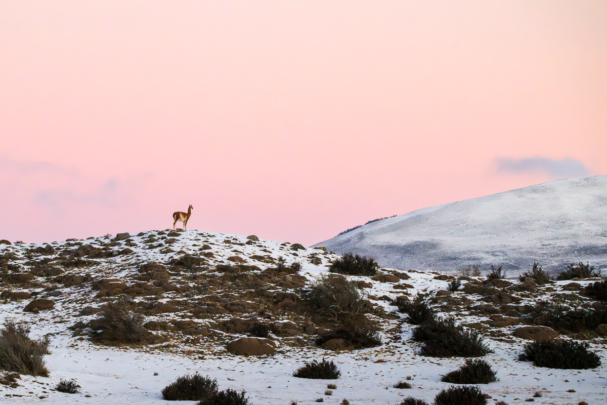 Lone Guanaco Under A Pink Sky