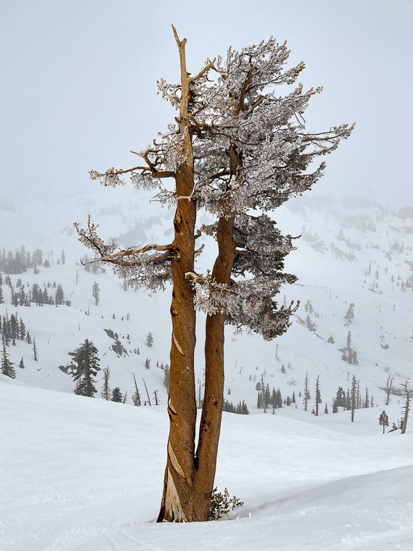 KT Tree