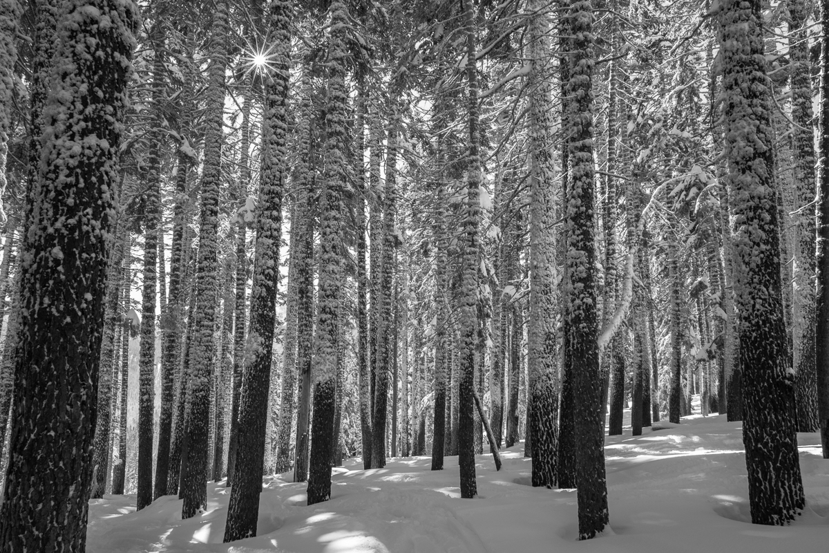 Alpine Meadows Trees
