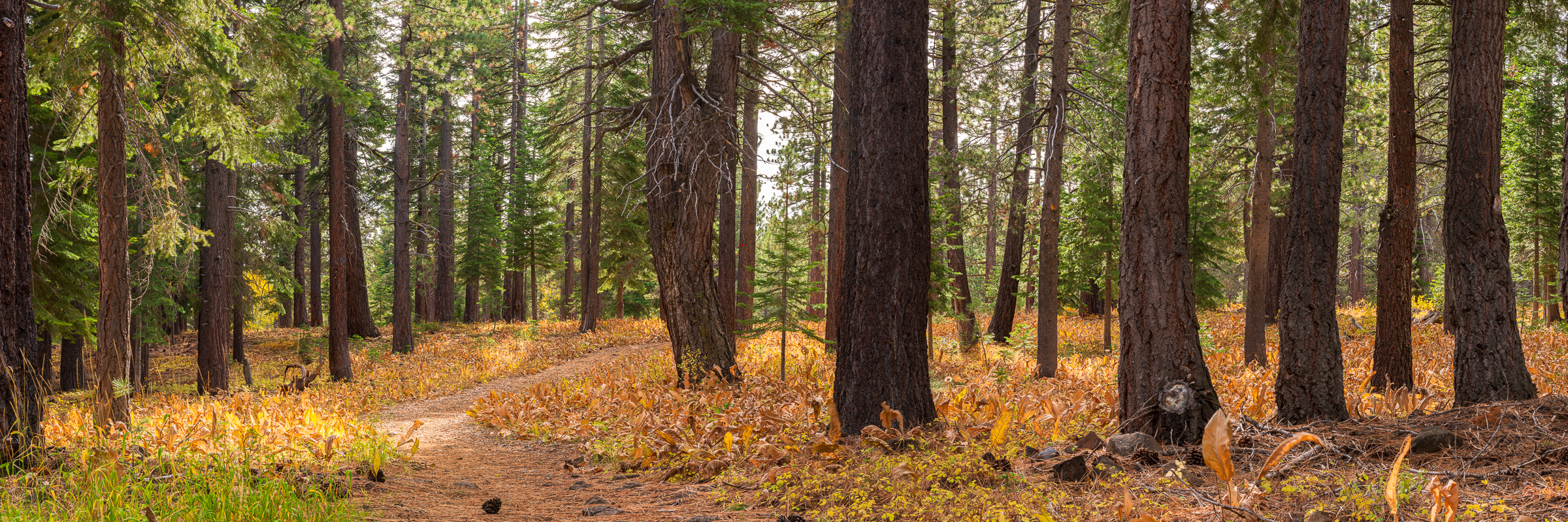 Fall Trees