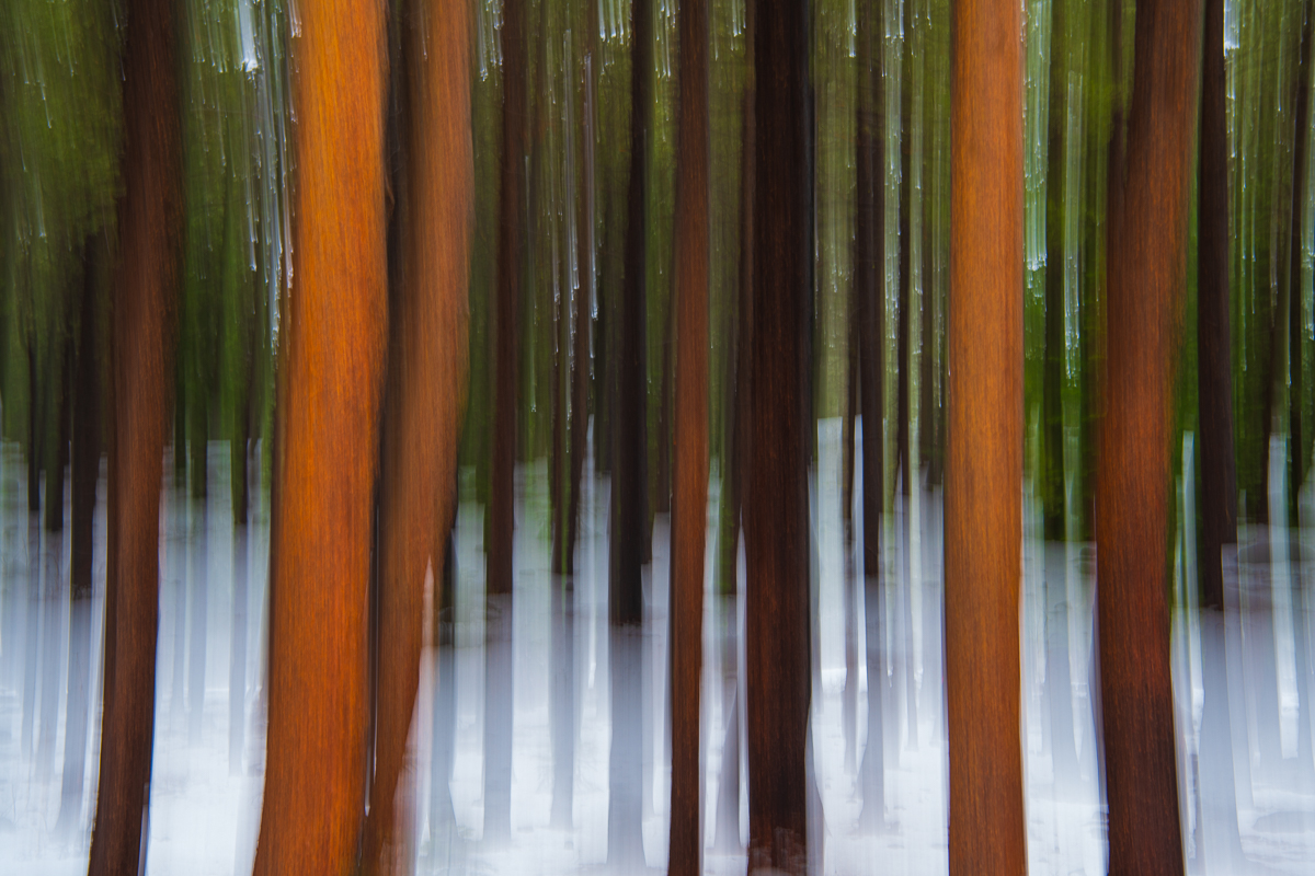 Snow and Trees Abstract