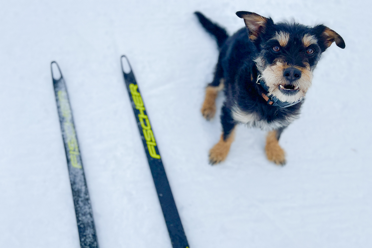 Cross Country Skiing - Tahoe Donner