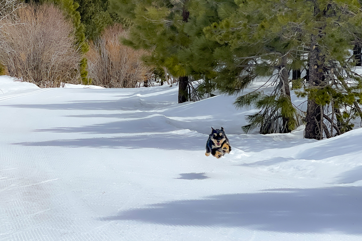 Cross Country Skiing - Tahoe Donner