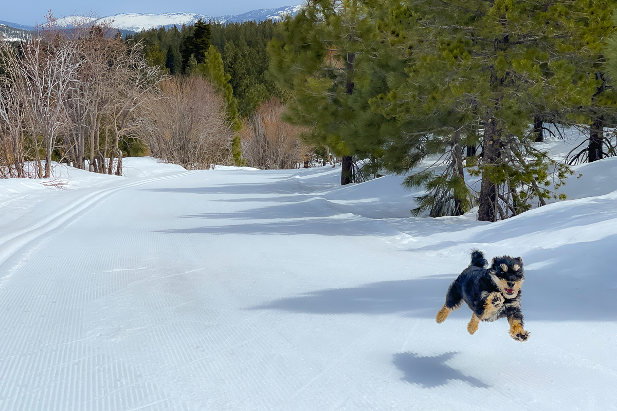 Cross Country Skiing - Tahoe Donner