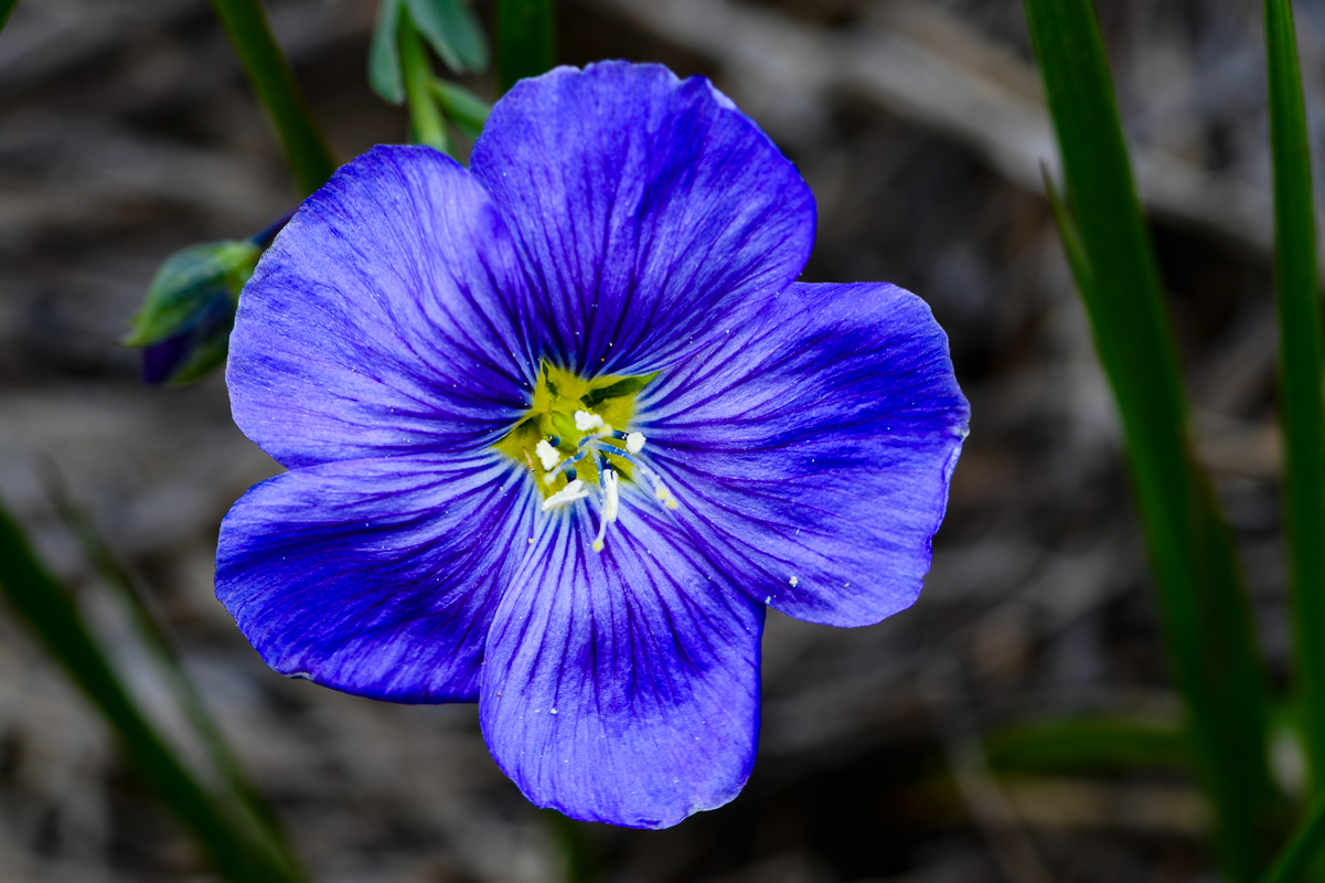 Blue Flax - Rifle Peak
