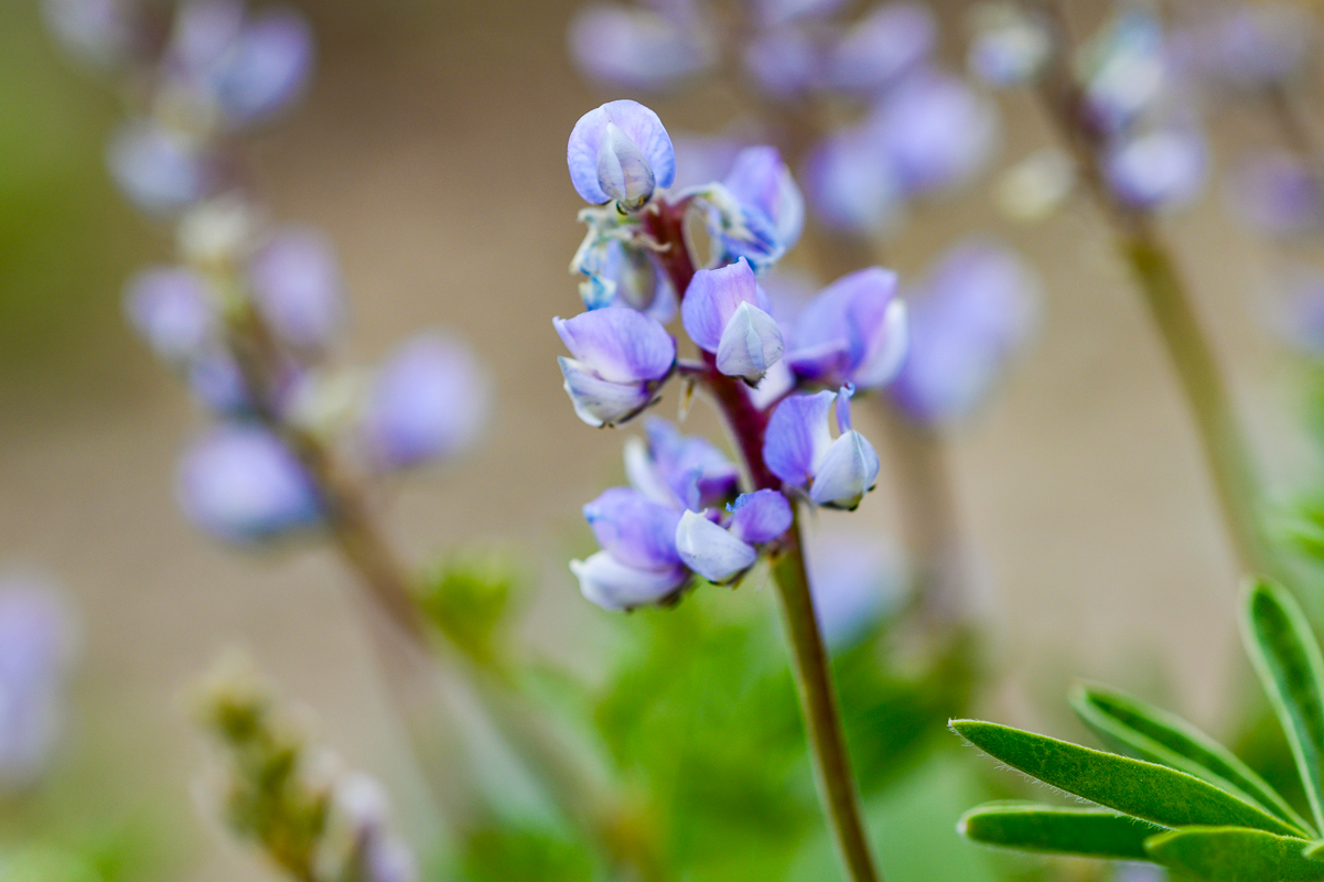 Wild Perennial Lupine - Rifle Peak