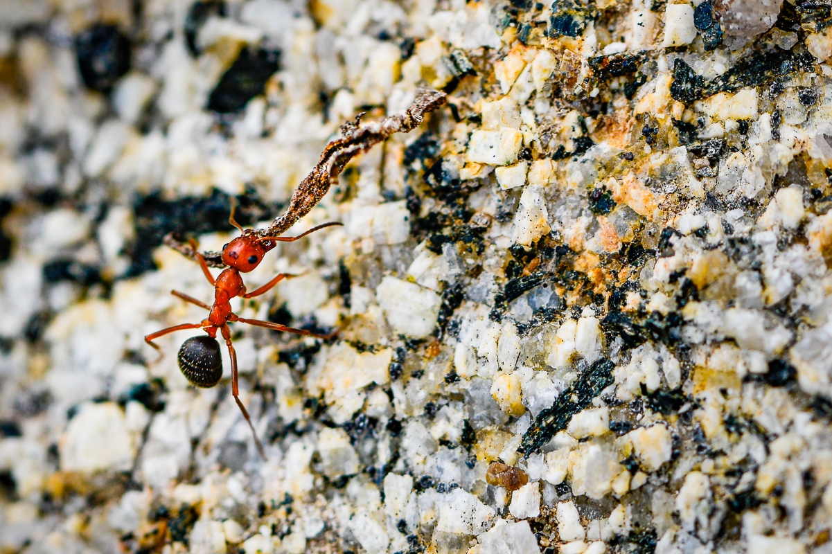 Allegheny Mound Ant - Rifle Peak