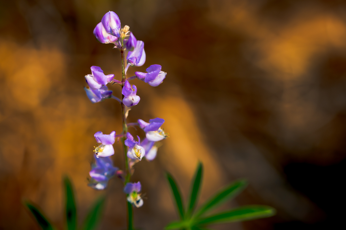 Broadleaf Lupine - Sagehen