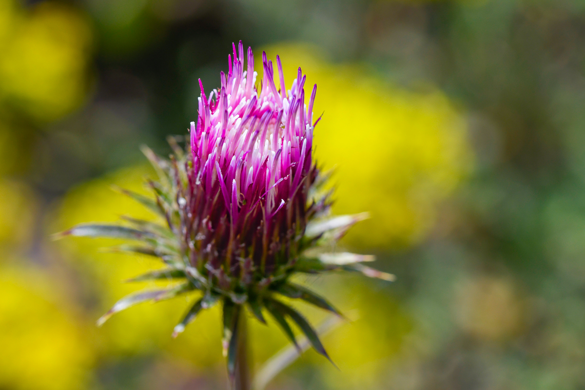 Thistle - Sagehen