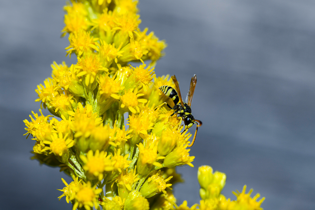 Wasp - Sagehen