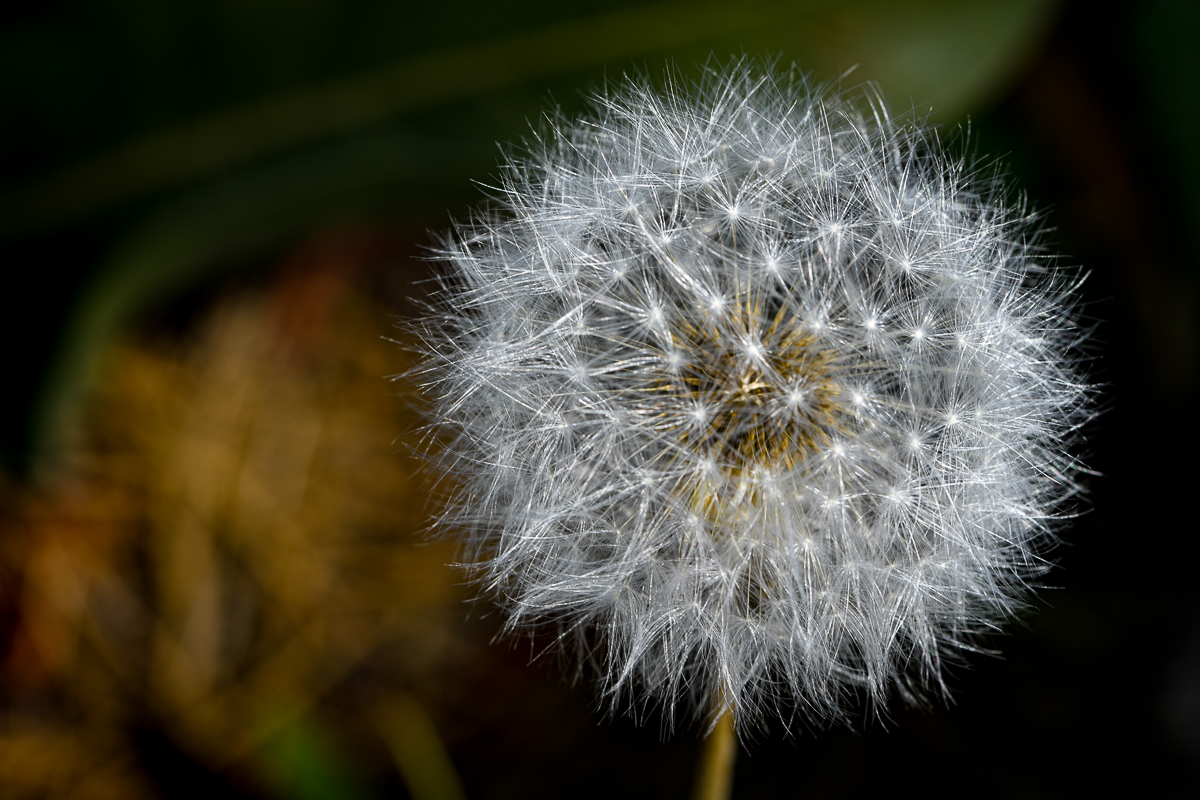 Red Seeded Dandelion - Sagehen