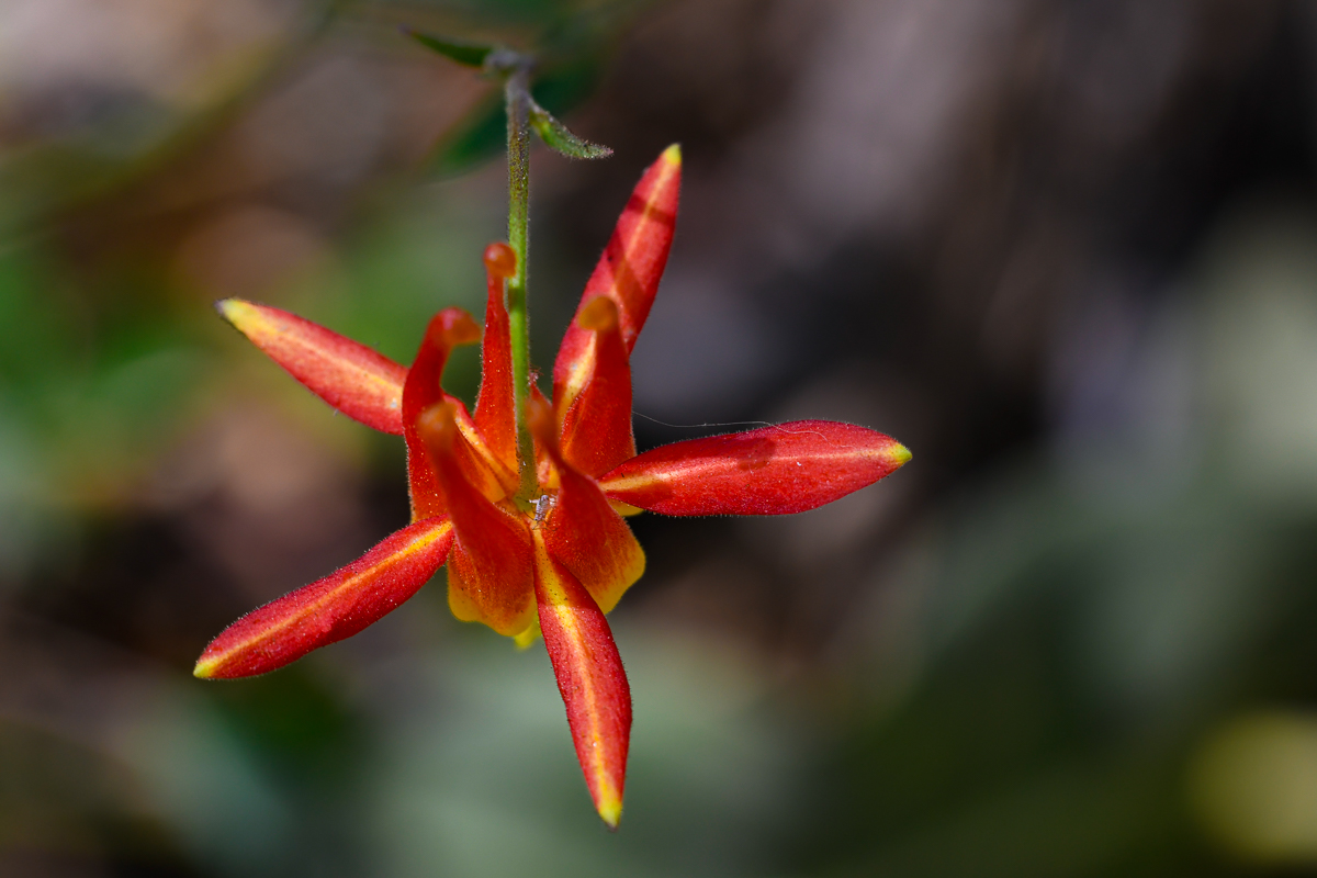 Crimson Columbine - Sagehen