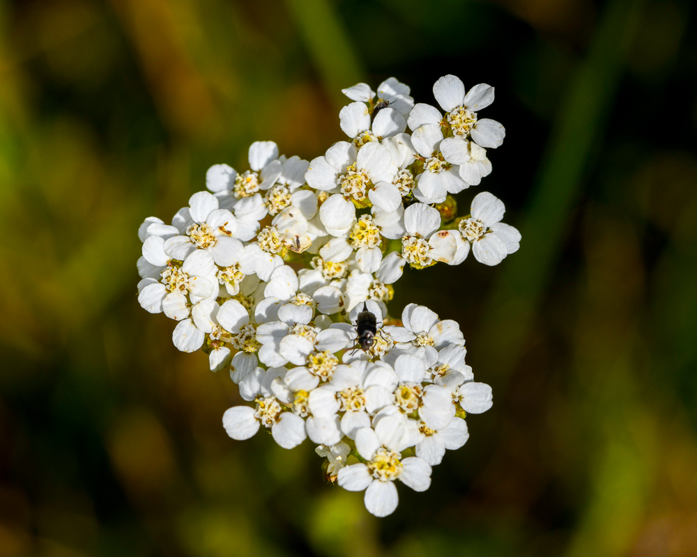 Common Yarrow - Sagehen