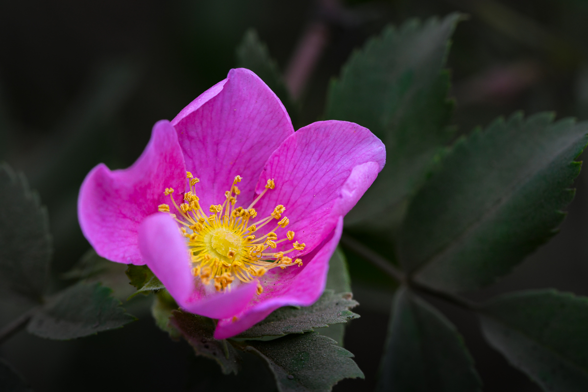 Mountain Rose - Sagehen