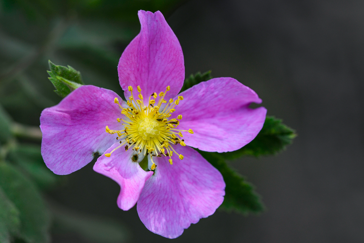 California Wildrose - Sagehen