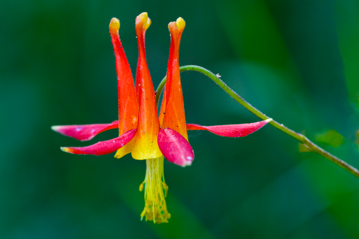 Crimson Columbine - Sagehen