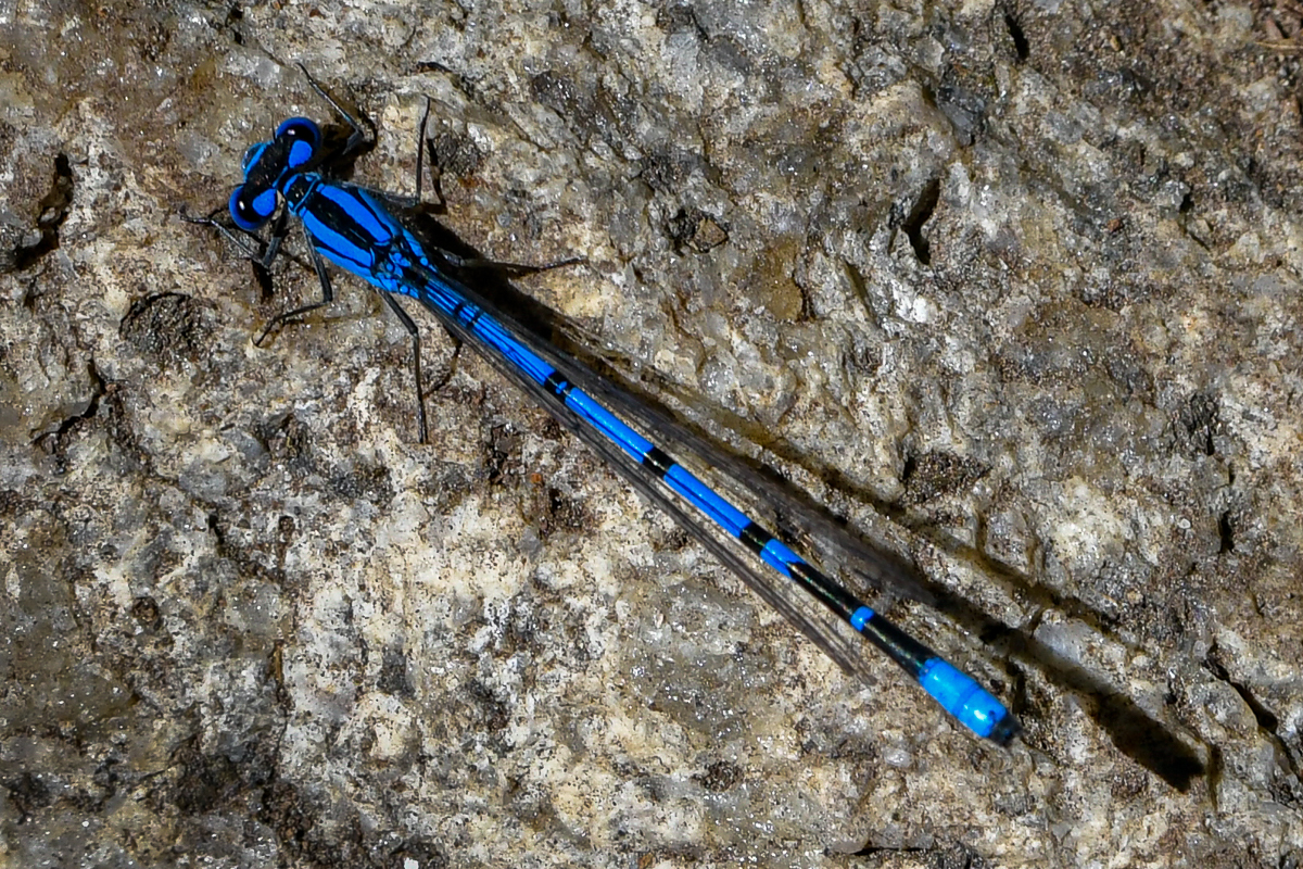 Familiar Bluet Damselfly