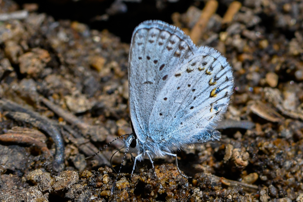 Blue Butterfly