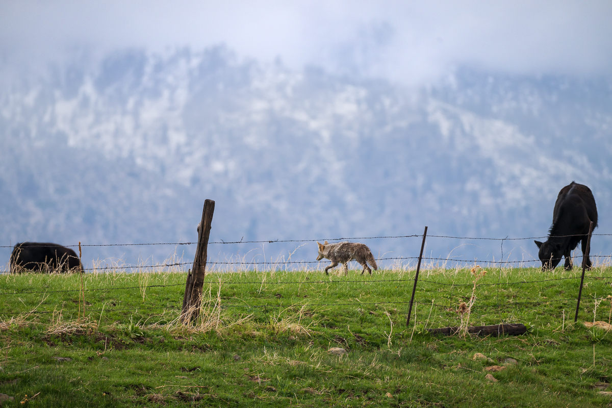 Carson Valley