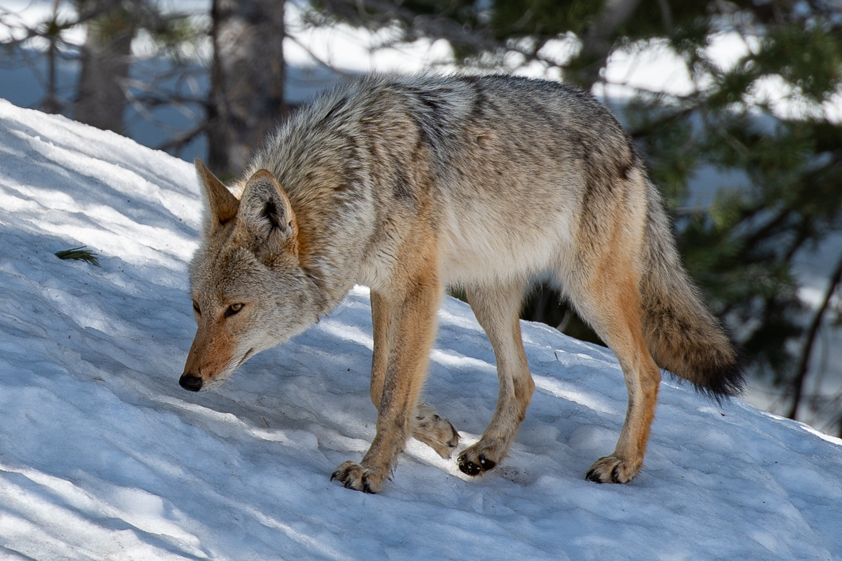 Tahoe Donner Coyote