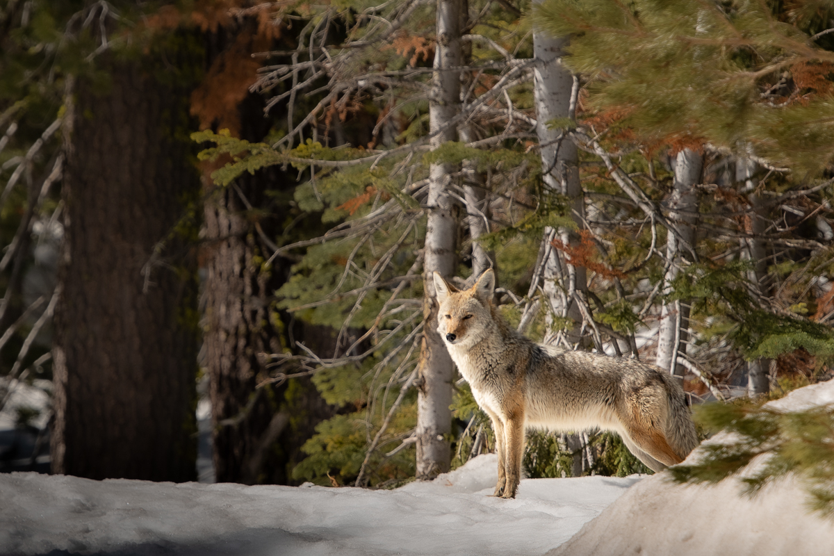 Tahoe Donner Coyote