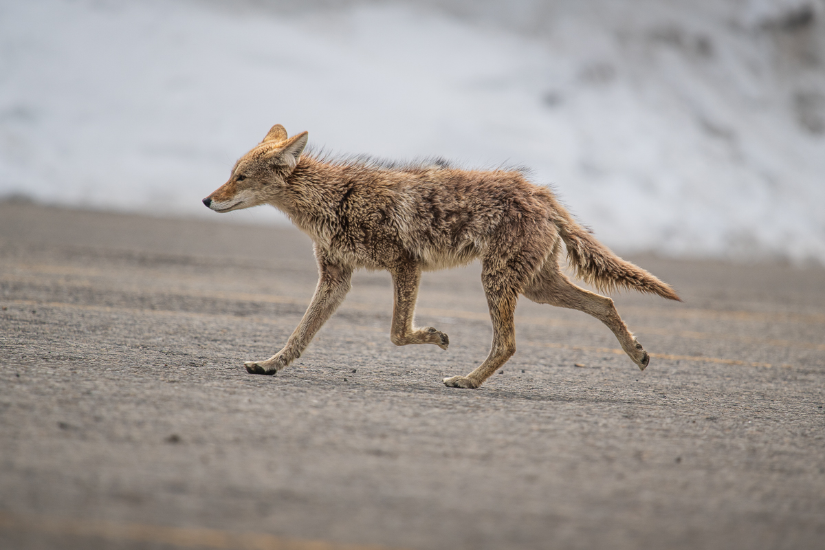 Young Coyote at Mammoth