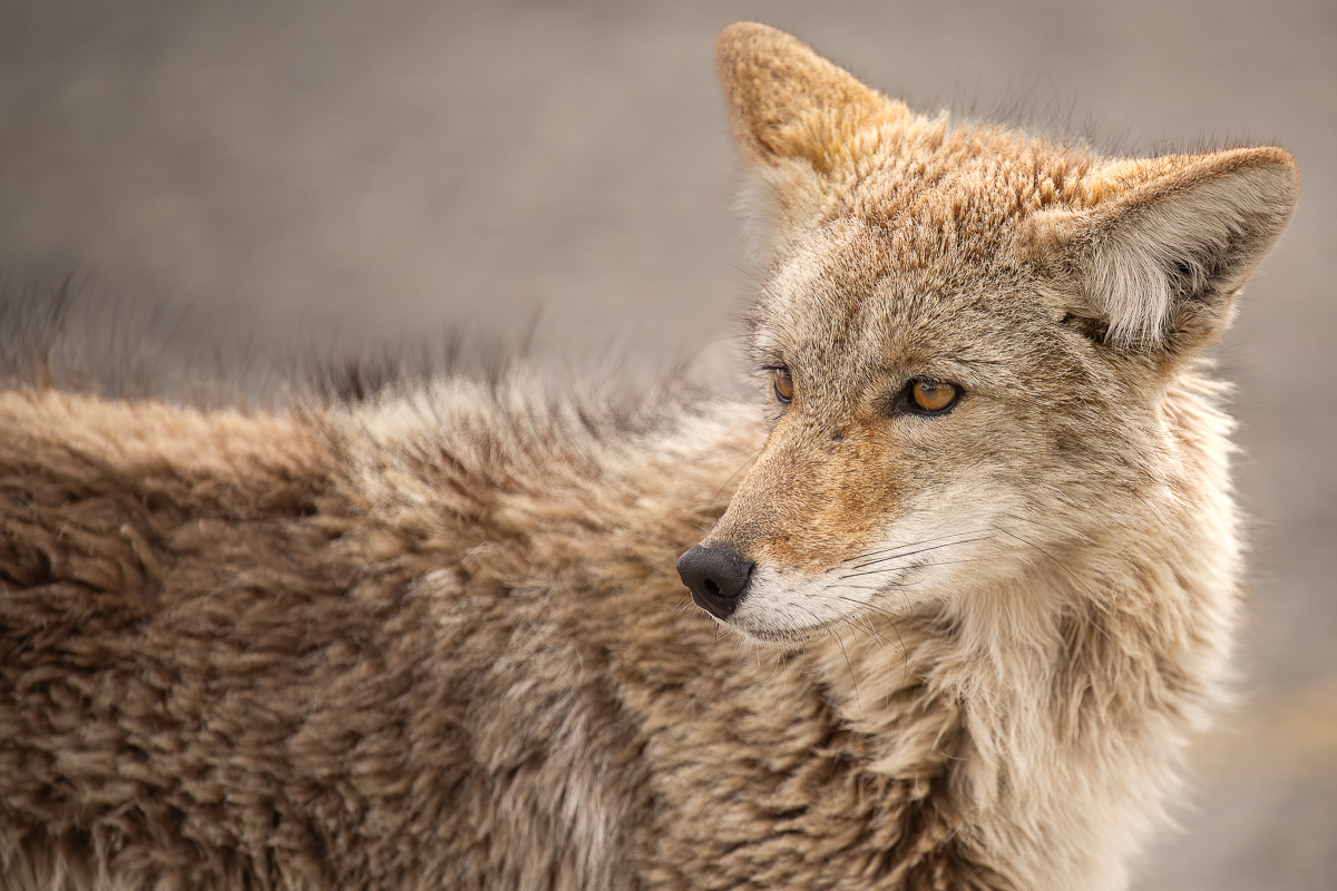 Young Coyote