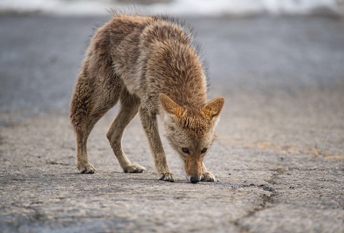 Young Coyote
