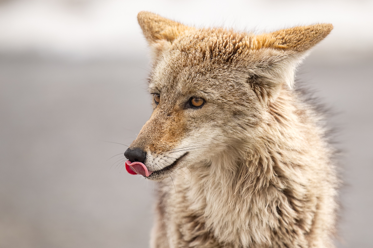 Young Coyote