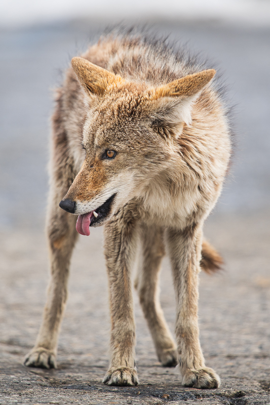 Young Coyote