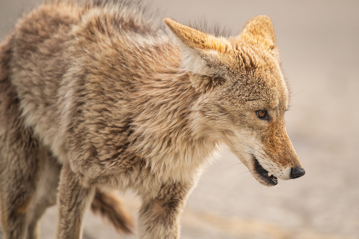 Young Coyote