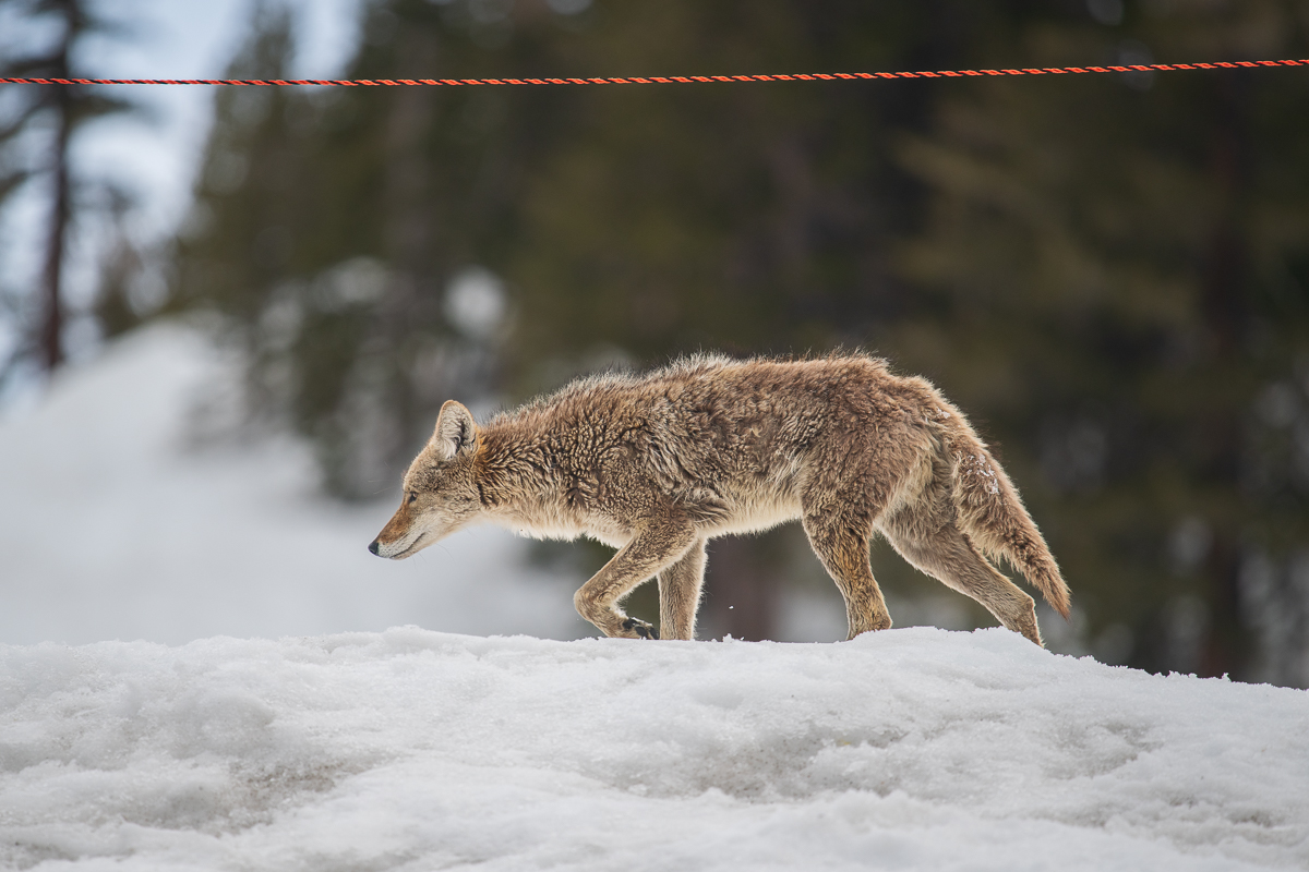 Young Coyote