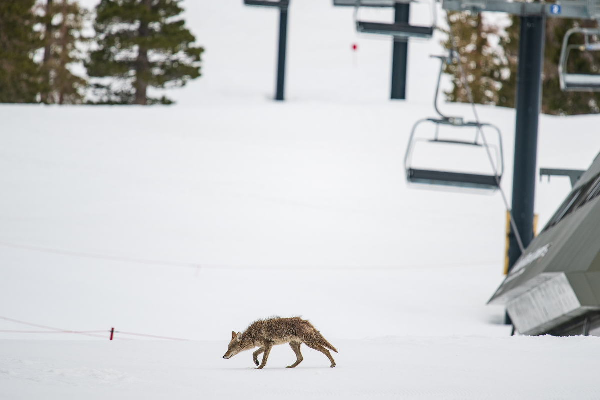 Young Coyote