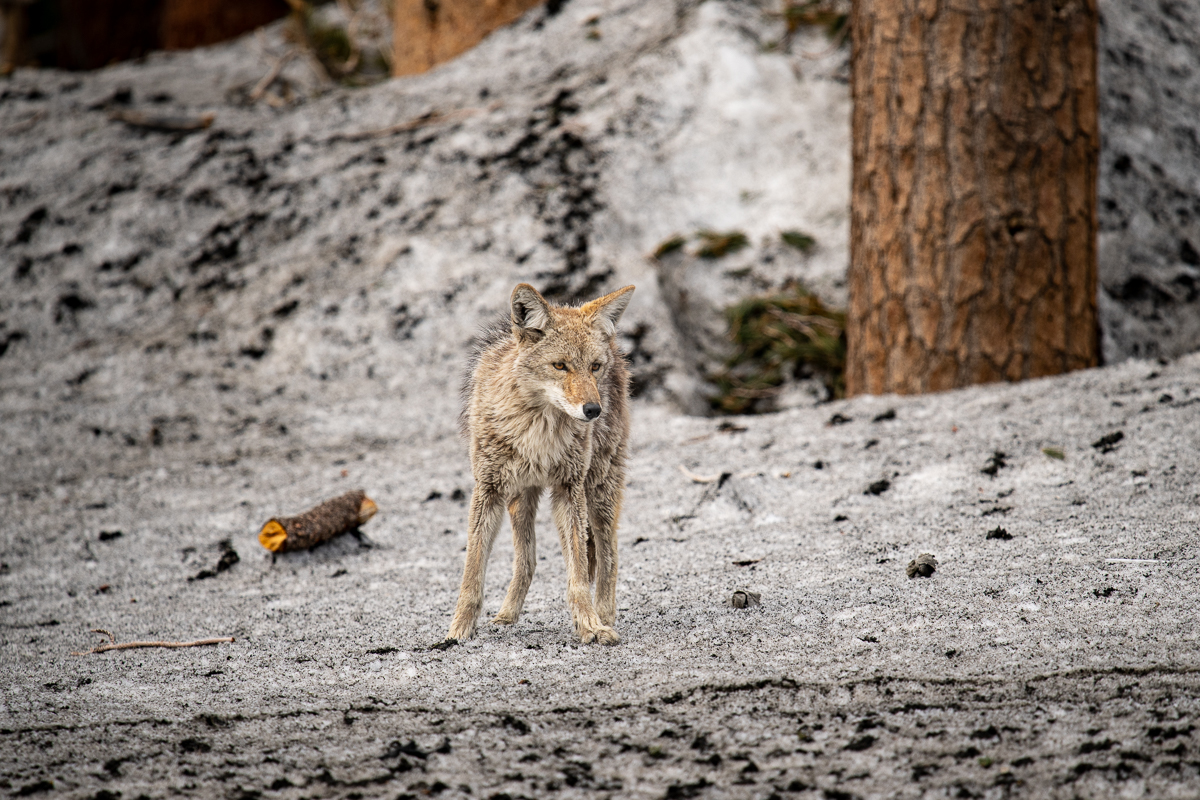 Young Coyote