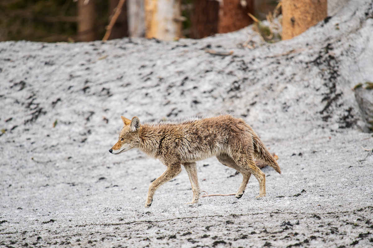 Young Coyote