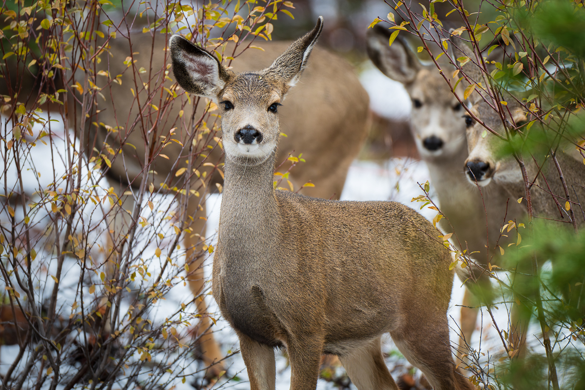 Fall Herd