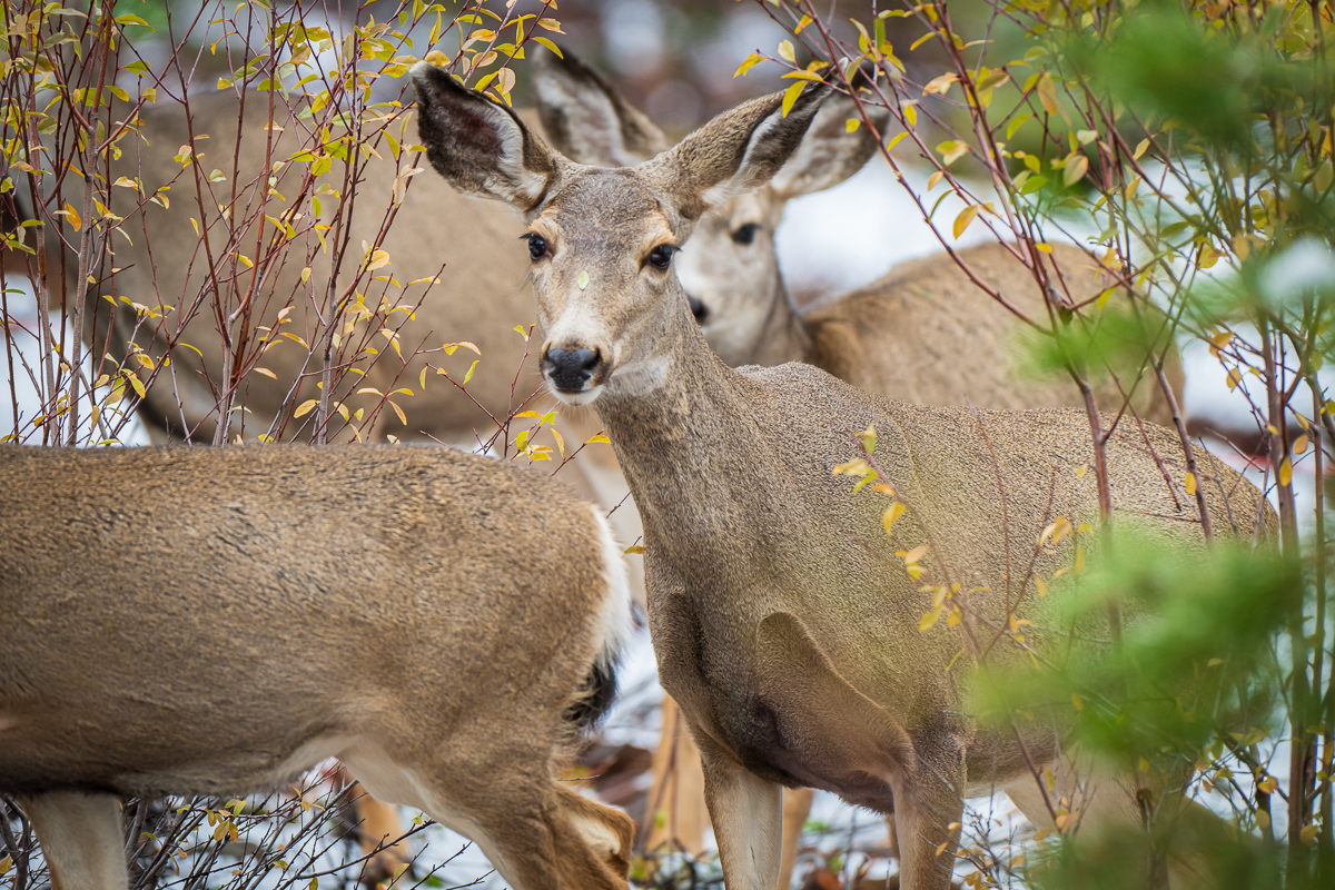 Fall Herd
