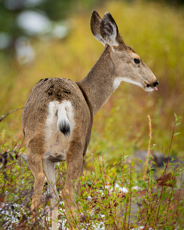 Fall Herd