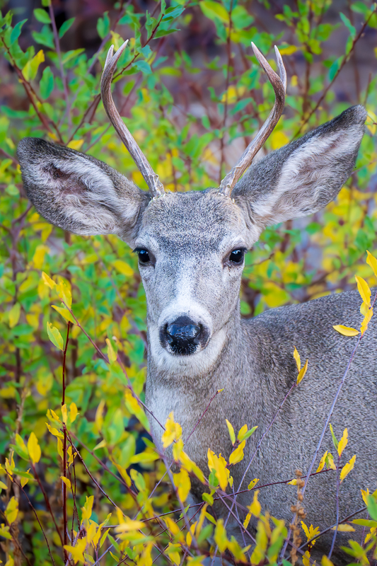 Backyard Buck